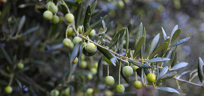 Pěstování olivovníků a zpracování oliv na Korčule